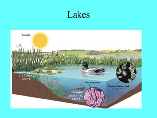 Lakes
 
