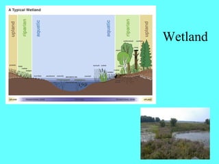 Wetland
 