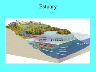 Estuary
 