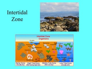 Intertidal
  Zone
 