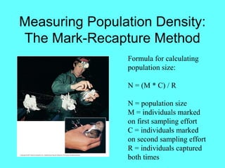 Measuring Population Density:
The Mark-Recapture Method
                Formula for calculating
                population size:

                N = (M * C) / R

                N = population size
                M = individuals marked
                on first sampling effort
                C = individuals marked
                on second sampling effort
                R = individuals captured
                both times
 