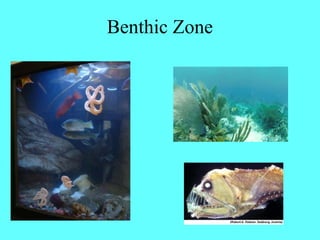 Benthic Zone
 