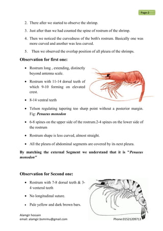 2. There after we started to observe the shrimp.
3. Just after than we had counted the spine of rostrum of the shrimp.
4. Then we noticed the curvedness of the both's rostrum. Basically one was
more curved and another was less curved.
5. Then we observed the overlap position of all pleura of the shrimps.
Observation for first one:
• Rostrum long , extending, distinctly
beyond antenna scale.
• Rostrum with 11-14 dorsal teeth of
which 9-10 forming on elevated
crest.
• 8-14 ventral teeth
• Telson regulating tapering too sharp point without a posterior margin.
Fig: Penaeus monodon
• 6-8 spines on the upper side of the rostrum.2-4 spines on the lower side of
the rostrum
• Rostrum shape is less curved, almost straight.
• All the pleura of abdominal segments are covered by its next pleura.
By matching the external Segment we understand that it is "Penaeus
monodon"
Observation for Second one:
• Rostrum with 7-8 dorsal teeth & 3-
4 venteral teeth
• No longitudinal suture.
• Pale yellow and dark brown bars.
Alamgir hossain
email: alamgir.bsmrmu@gmail.com Phone:01521209713
Page-2
 