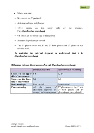 • Telson unarmed ,
• No exopod on 5th
periopod.
• Antenna uniform, pink-brown
• 12-14 spines on the upper side of the rostrum.
Fig: Microbrecium rosenbergi
• 6-8 spines on the lower side of the rostrum
• Rostrum shape is much curved.
• The 2nd
pleura covers the 1st
and 3rd
both pleura and 2nd
pleura is not
covered at all.
By matching the external Segment we understand that it is
Microbrecium rosenbergi
Difference between Penaeus monodon and Microbrecium rosenbergi:
Penaeus monodon Microbrecium rosenbergi
Spines on the upper
side of the rostrum.
6-8 12-14
Spines on the lower
side of the rostrum
2-4 6-8
Rostrum shape Less curved More curved
Pleura covering All the pleura of
abdominal segments are
covered by its next pleura
2nd
pleura covers the 1st
and
3rd
both pleura and 2nd
pleura is not covered at all
Alamgir hossain
email: alamgir.bsmrmu@gmail.com Phone:01521209713
Page-2
 