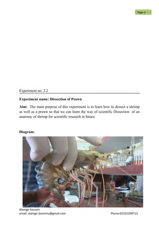 Experiment no: 2.2
Experiment name: Dissection of Prawn
Aim: The main purpose of this experiment is to learn how to dissect a shrimp
as well as a prawn so that we can learn the way of scientific Dissection of an
anatomy of shrimp for scientific research in future.
Diagram:
Alamgir hossain
email: alamgir.bsmrmu@gmail.com Phone:01521209713
Page-2
 