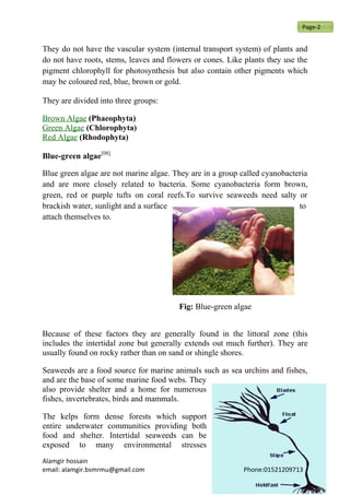They do not have the vascular system (internal transport system) of plants and
do not have roots, stems, leaves and flowers or cones. Like plants they use the
pigment chlorophyll for photosynthesis but also contain other pigments which
may be coloured red, blue, brown or gold.
They are divided into three groups:
Brown Algae (Phaeophyta)
Green Algae (Chlorophyta)
Red Algae (Rhodophyta)
Blue-green algae[08]
Blue green algae are not marine algae. They are in a group called cyanobacteria
and are more closely related to bacteria. Some cyanobacteria form brown,
green, red or purple tufts on coral reefs.To survive seaweeds need salty or
brackish water, sunlight and a surface to
attach themselves to.
Fig: Blue-green algae
Because of these factors they are generally found in the littoral zone (this
includes the intertidal zone but generally extends out much further). They are
usually found on rocky rather than on sand or shingle shores.
Seaweeds are a food source for marine animals such as sea urchins and fishes,
and are the base of some marine food webs. They
also provide shelter and a home for numerous
fishes, invertebrates, birds and mammals.
The kelps form dense forests which support
entire underwater communities providing both
food and shelter. Intertidal seaweeds can be
exposed to many environmental stresses
Alamgir hossain
email: alamgir.bsmrmu@gmail.com Phone:01521209713
Page-2
 