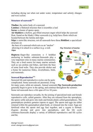 including drying out when not under water, temperature and salinity changes
and wave action.
Structure of seaweeds[08]
Thallus: the entire body of a seaweed.
Lamina: a flattened structure that is resembles a leaf.
Sorus: a cluster of spores spore.
Air bladders: a hollow, gas-filled structure organ which helps the seaweed
float, found on the blade). Other seaweeds (e.g. kelp) have floats which are
located between the lamina and stipe.
Stipe: a stem-like structure, not all seaweeds have these.Holdfast: a specialized
structure on
the base of a seaweed which acts as an “anchor”
allowing it to attach to a surface (e.g. a rock Fig: Structure of marine
Algae
Haptera: finger-like extensions o f holdfast
anchoring to benthic substrate.Seaweeds play a
very important roles in many marine communities.
They are a food source for many marine animals
such as sea urchins and fishes, and form the base
of some food webs. They also provide shelter and
a home for numerous fishes, invertebrates, birds,
and mammals.
Seaweed Reproduction[08]
Seaweed life and reproductive cycles can be quite
complicated. Some seaweeds are perennial, living
for many years, while are annuals. Annual seaweeds Fig: Seaweeds production
generally begin to grow in the spring, and continue throughout the summer.
Some red seaweeds have a life span of 6 to 10 years.
Seaweeds can reproduce sexually, by the joining of specialized male and female
reproductive cells, called gametes. After they are released from the sporophyte,
the spores settle and grow into male and female plants called gametophytes. The
gametophytes produce gametes (sperm or eggs). The sperm and eggs are either
retained within the gametophyte plant body, or released into the water. Eggs are
fertilized when the sperm and egg fuse together, and a zygote is formed.
Zygotes develop and grow into sporophytes, and the life cycle
continues.Seaweeds display a variety of different reproductive and life cycles
and the
Alamgir hossain
email: alamgir.bsmrmu@gmail.com Phone:01521209713
Page-2
 