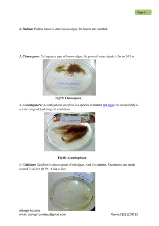 2. Padina: Padina minor is also brown algae. Its leaves are rounded.
3. Chnoospora: It is again a type of brown algae. Its general water depth is 2m to 24.6 m.
Fig39: Chnoospora
4. Acanthophora: Acanthophora spicifera is a species of marine red algae. Its adaptability is
a wide range of hydrological conditions.
Fig40: Acanthophora
5. Gelidium: Gelidium is also a genus of red algae. And it is marine. Specimens can reach
around 2–40 cm (0.79–16 in) in size.
Alamgir hossain
email: alamgir.bsmrmu@gmail.com Phone:01521209713
Page-2
 
