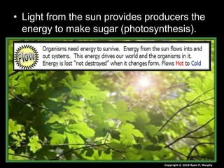 • Light from the sun provides producers the
energy to make sugar (photosynthesis).
Copyright © 2010 Ryan P. Murphy
 