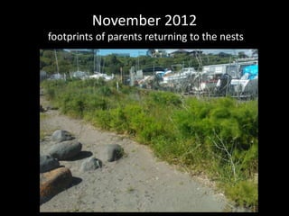 November 2012
footprints of parents returning to the nests