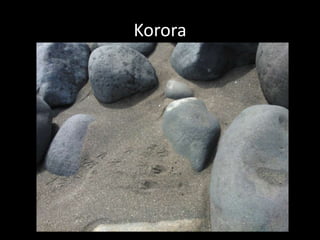 Korora