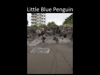 Little Blue Penguin