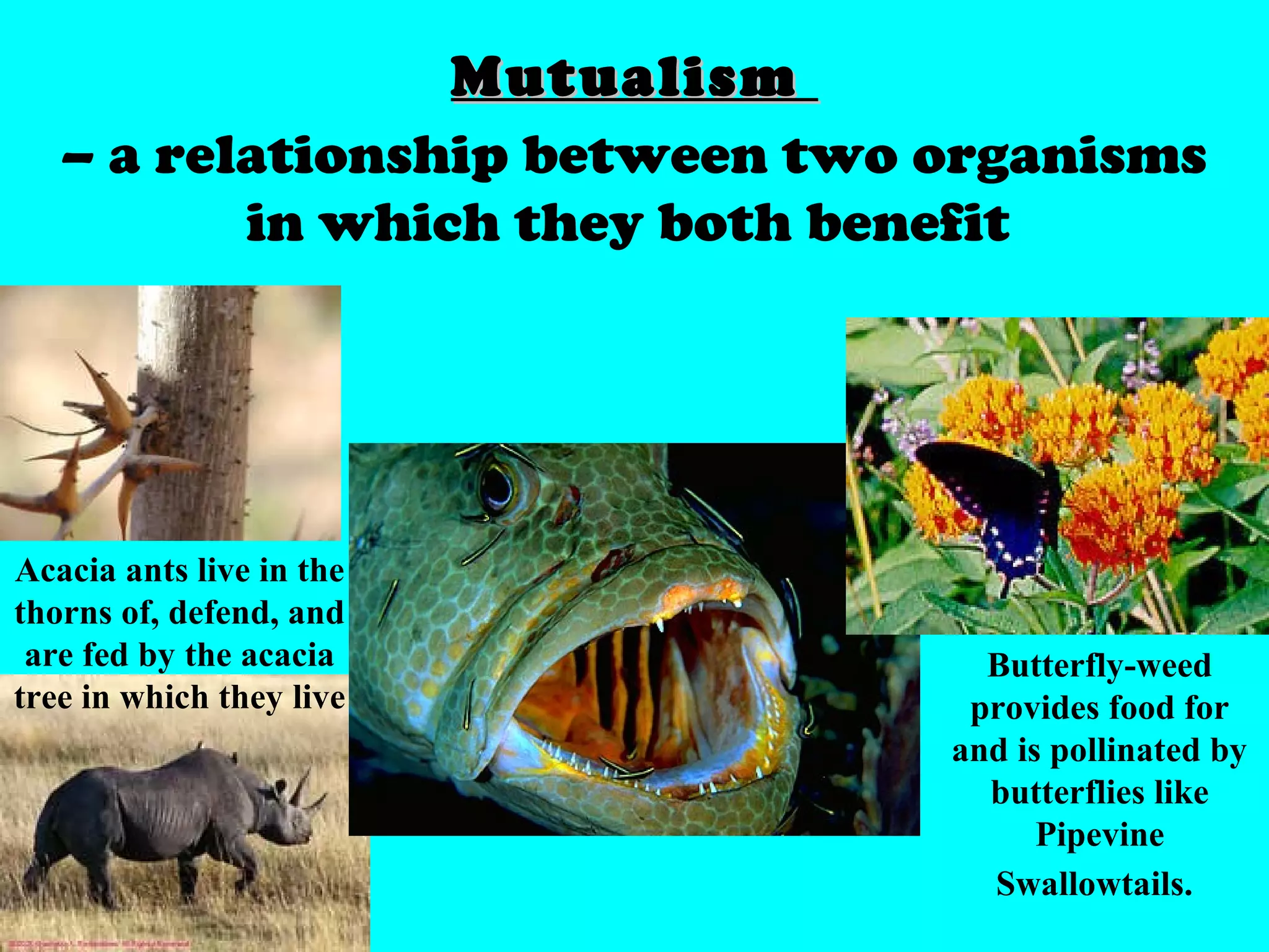 MutualismMutualism
– a relationship between two organisms
in which they both benefit
Acacia ants live in the
thorns of, defend, and
are fed by the acacia
tree in which they live
Butterfly-weed
provides food for
and is pollinated by
butterflies like
Pipevine
Swallowtails.
 