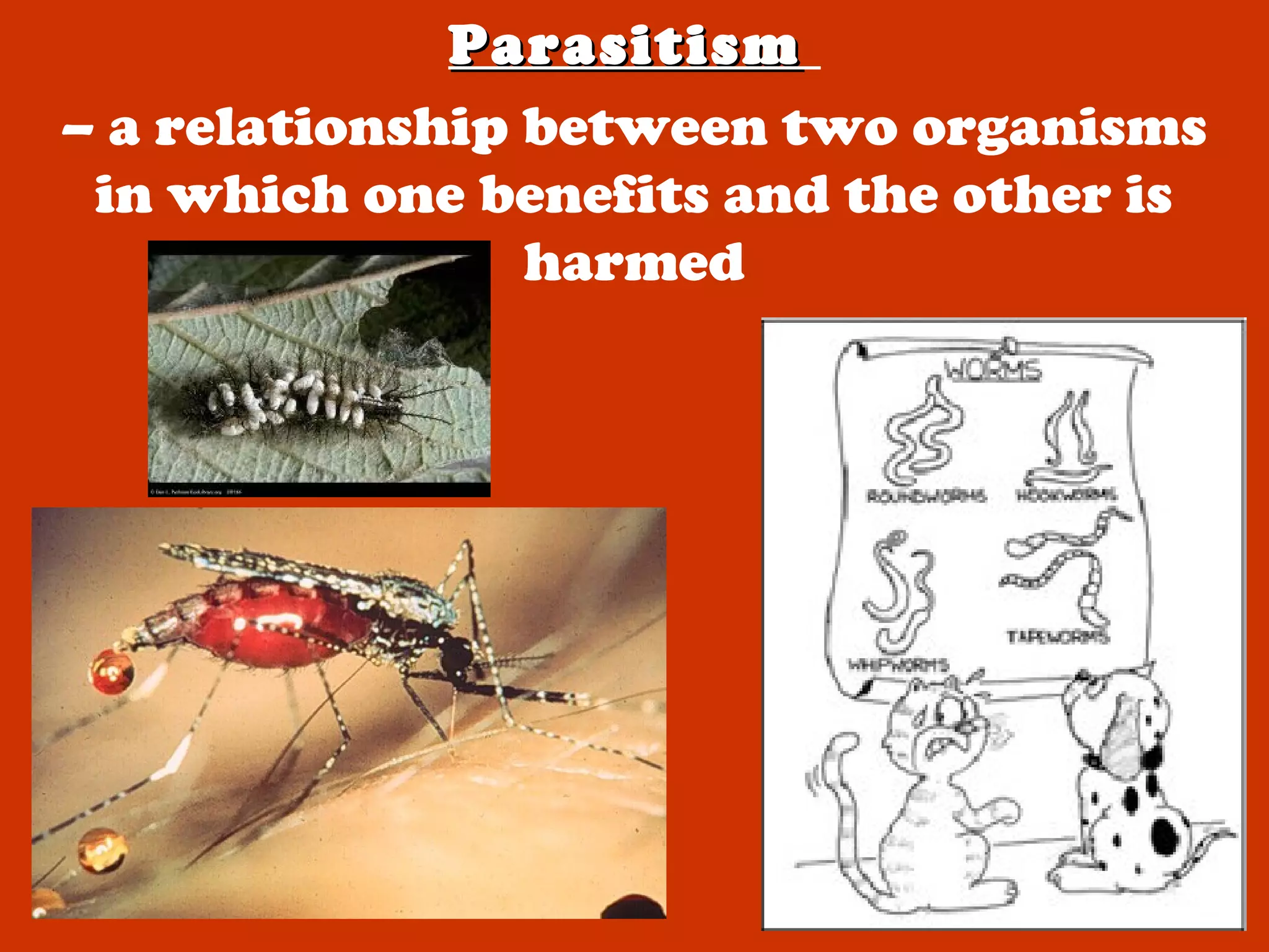 ParasitismParasitism
– a relationship between two organisms
in which one benefits and the other is
harmed
 