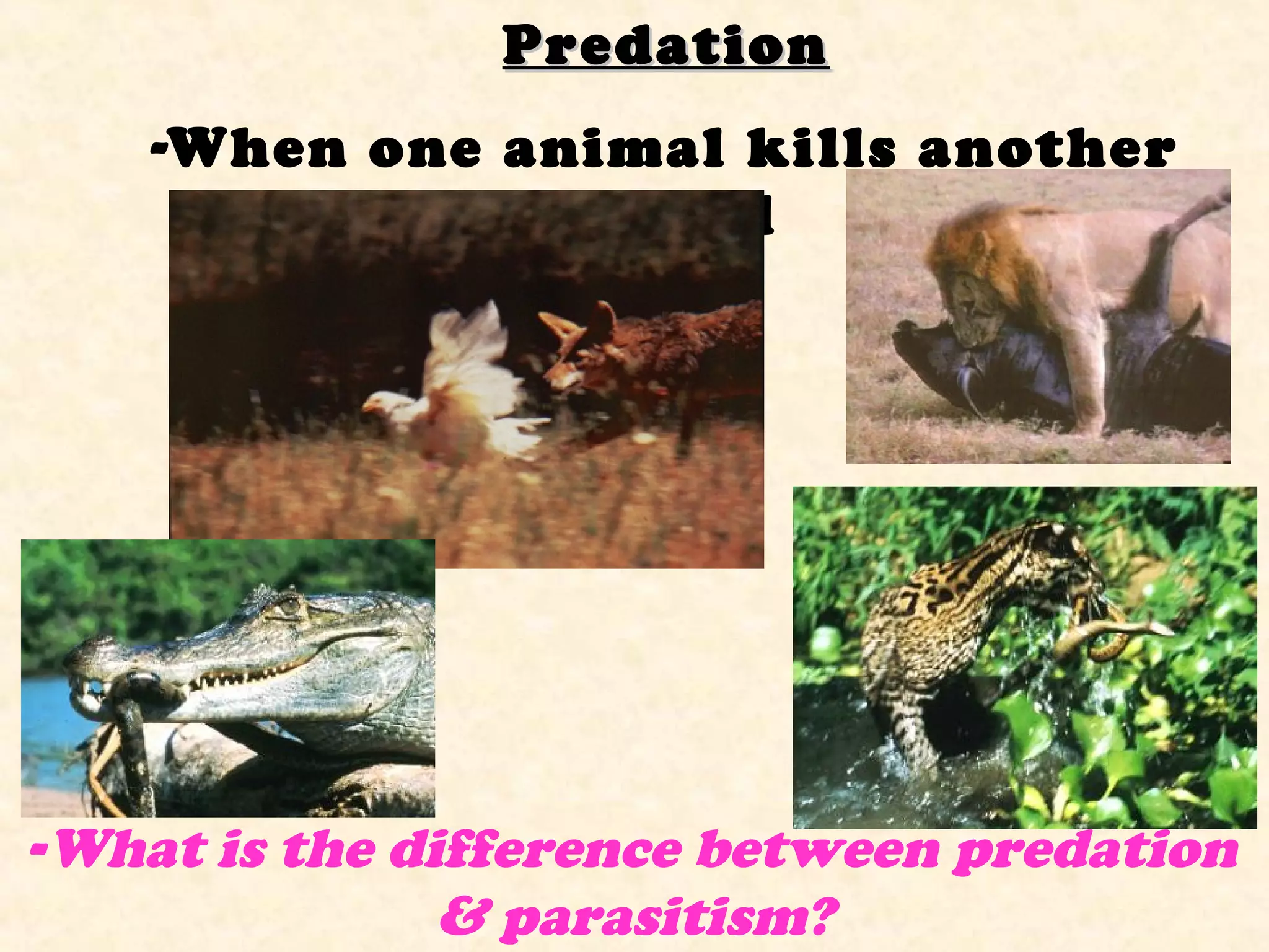 PredationPredation
-When one animal kills another
animal
-What is the difference between predation
& parasitism?
 