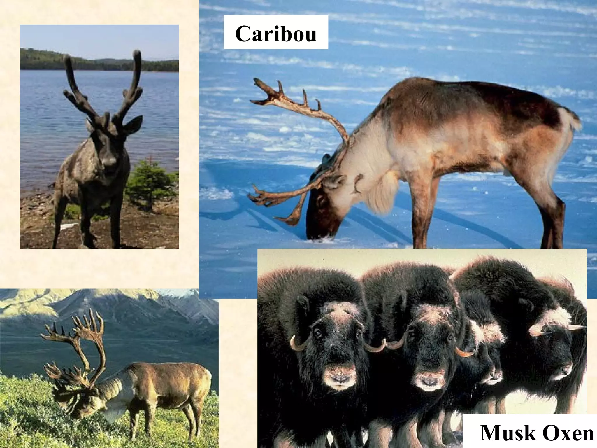 Caribou
Musk Oxen
 