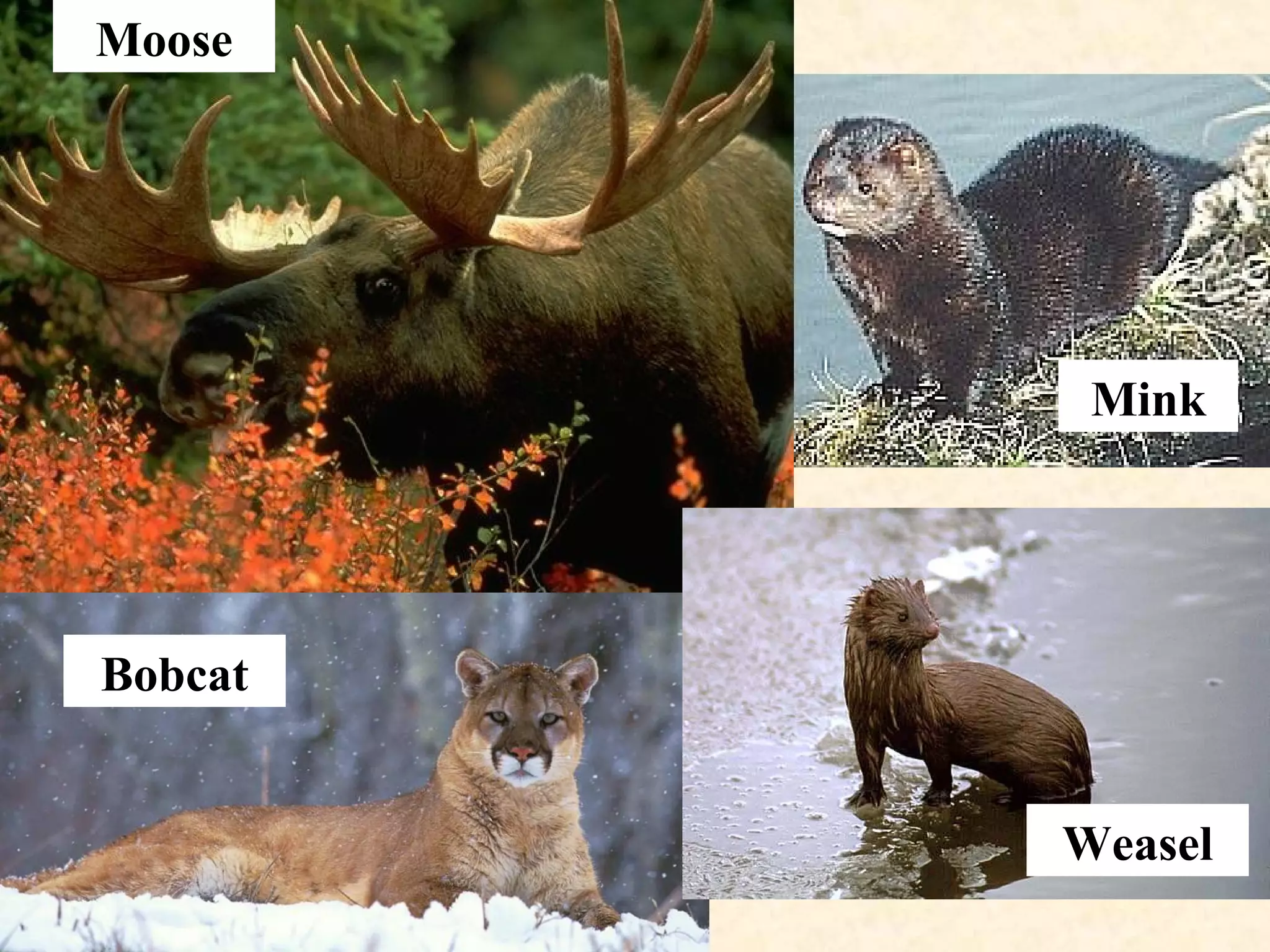 Mink
Weasel
Bobcat
Moose
 