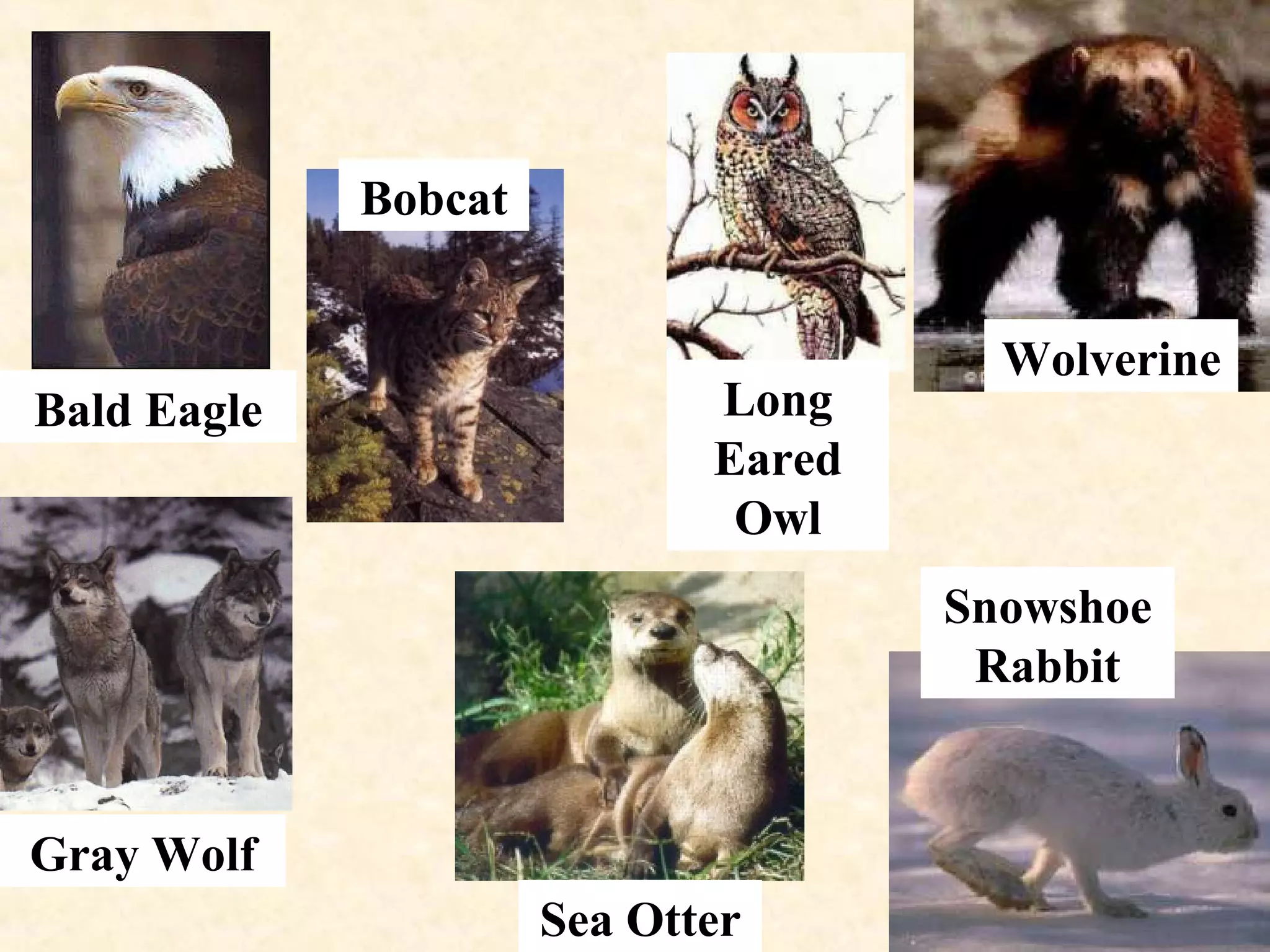 Wolverine
Snowshoe
Rabbit
Sea Otter
Long
Eared
Owl
Bobcat
Bald Eagle
Gray Wolf
 