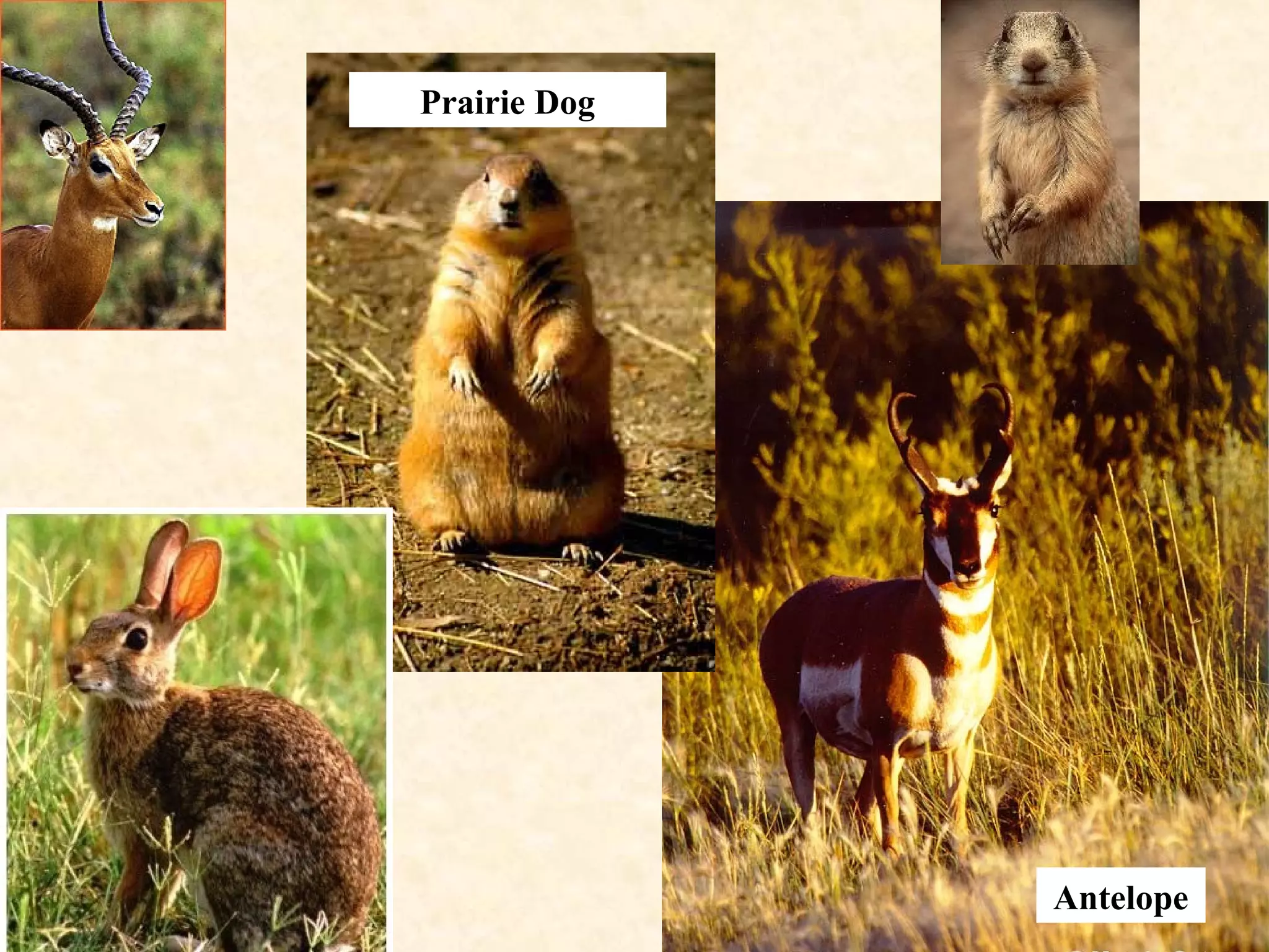 Antelope
Prairie Dog
 