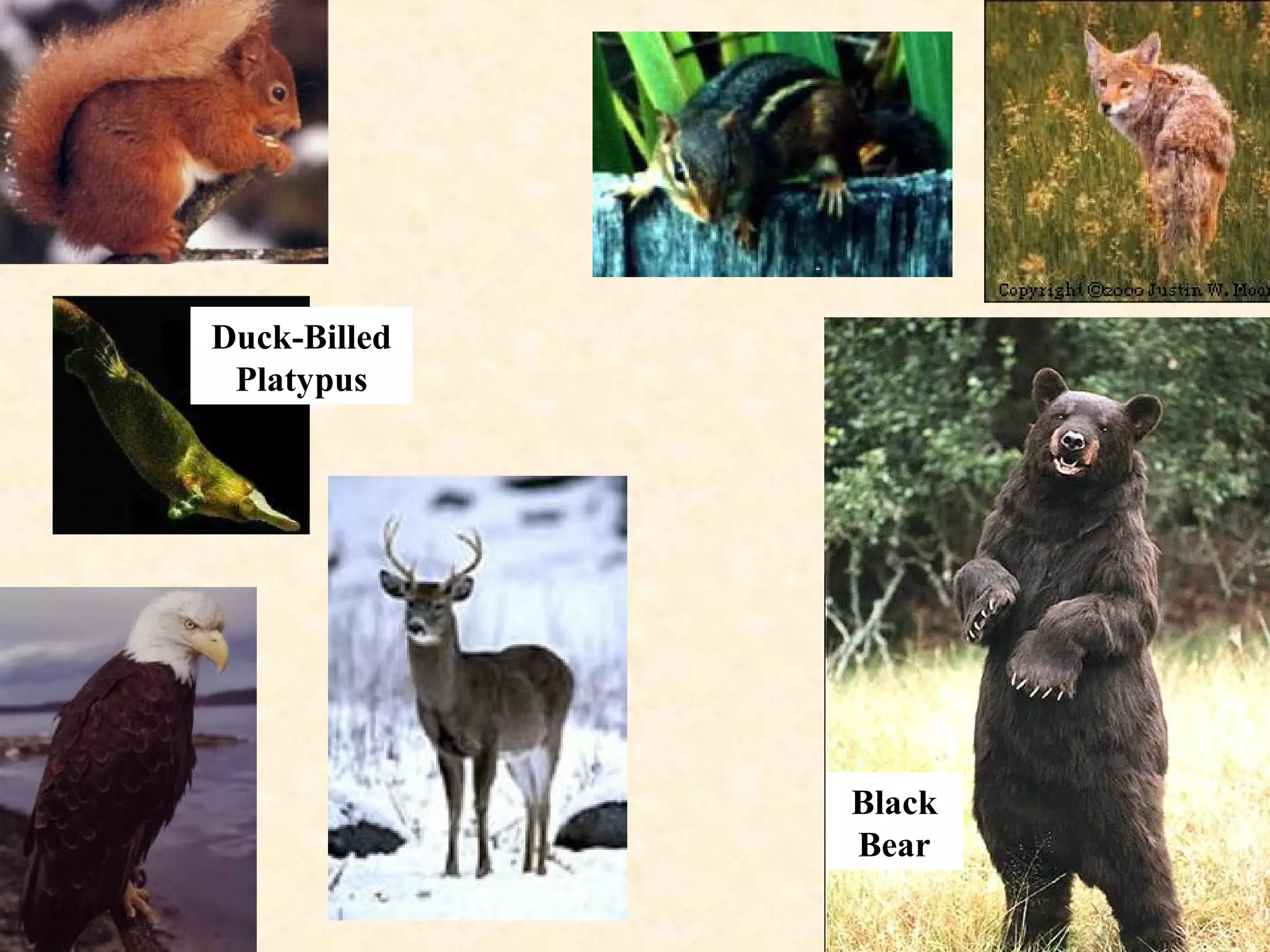 Black
Bear
Duck-Billed
Platypus
 