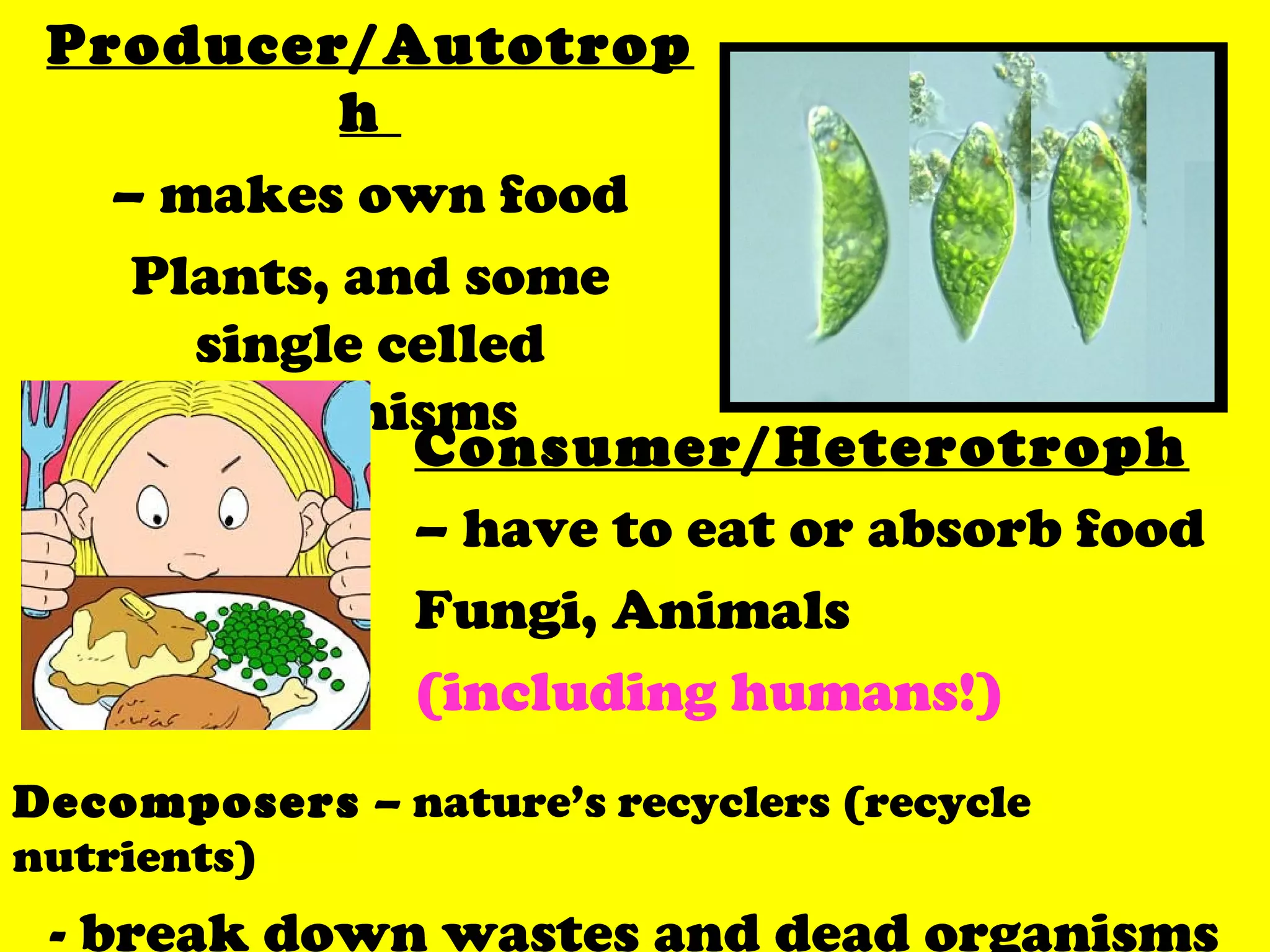 Decomposers – nature’s recyclers (recycle
nutrients)
- break down wastes and dead organisms
Producer/Autotrop
h
– makes own food
Plants, and some
single celled
organisms
Consumer/Heterotroph
– have to eat or absorb food
Fungi, Animals
(including humans!)
 