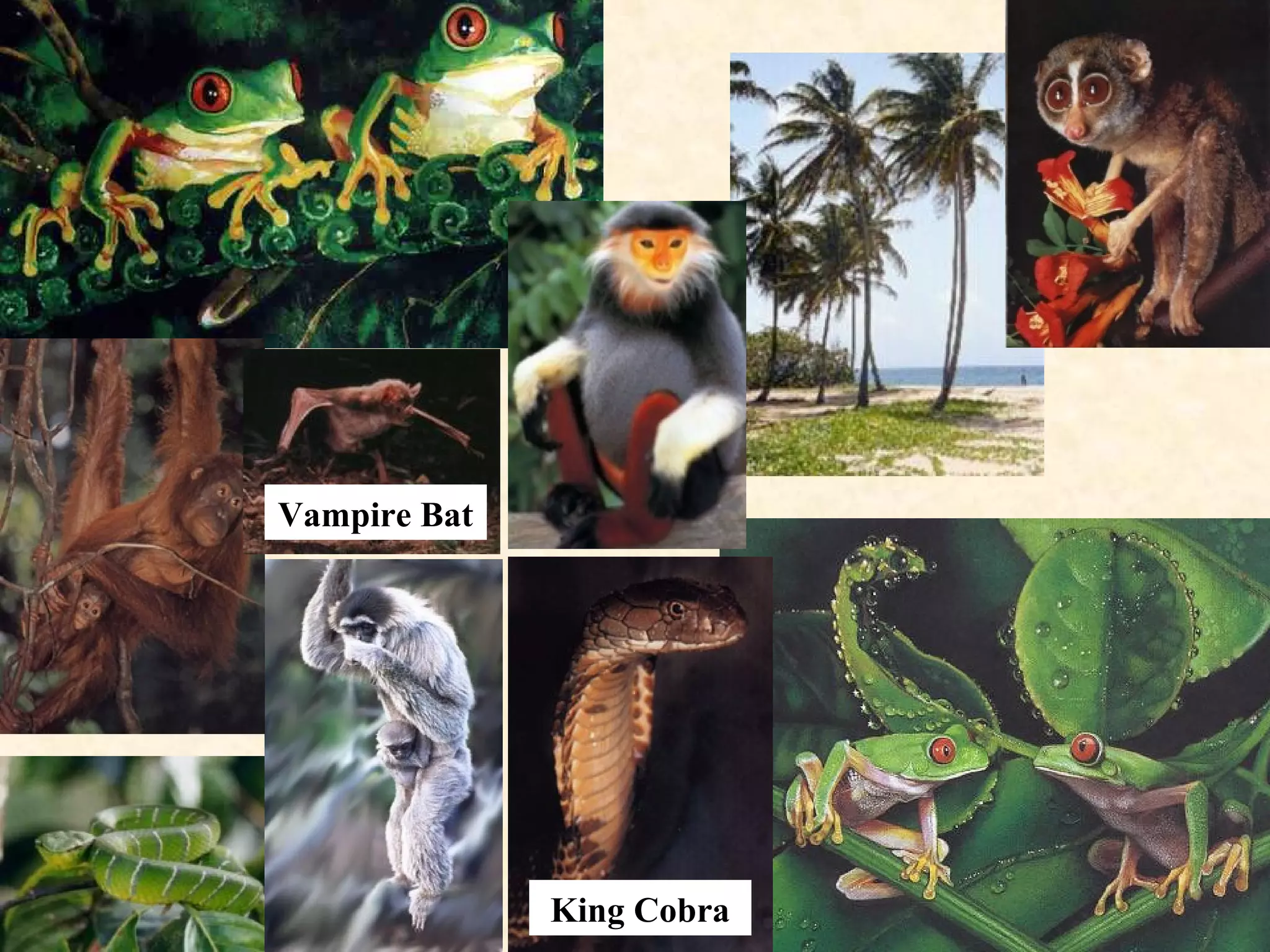 Vampire Bat
King Cobra
 