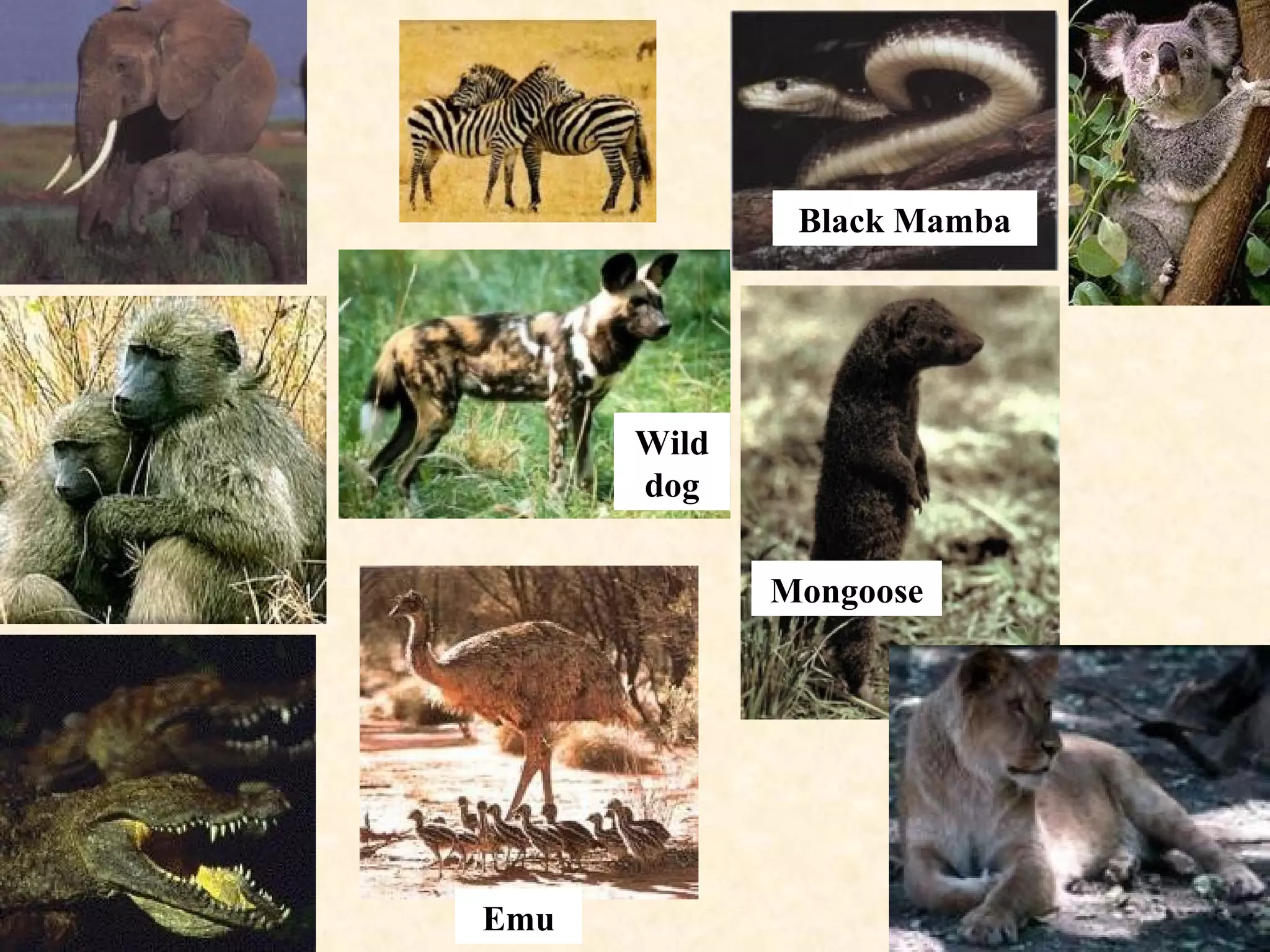 Mongoose
Emu
Black Mamba
Wild
dog
 