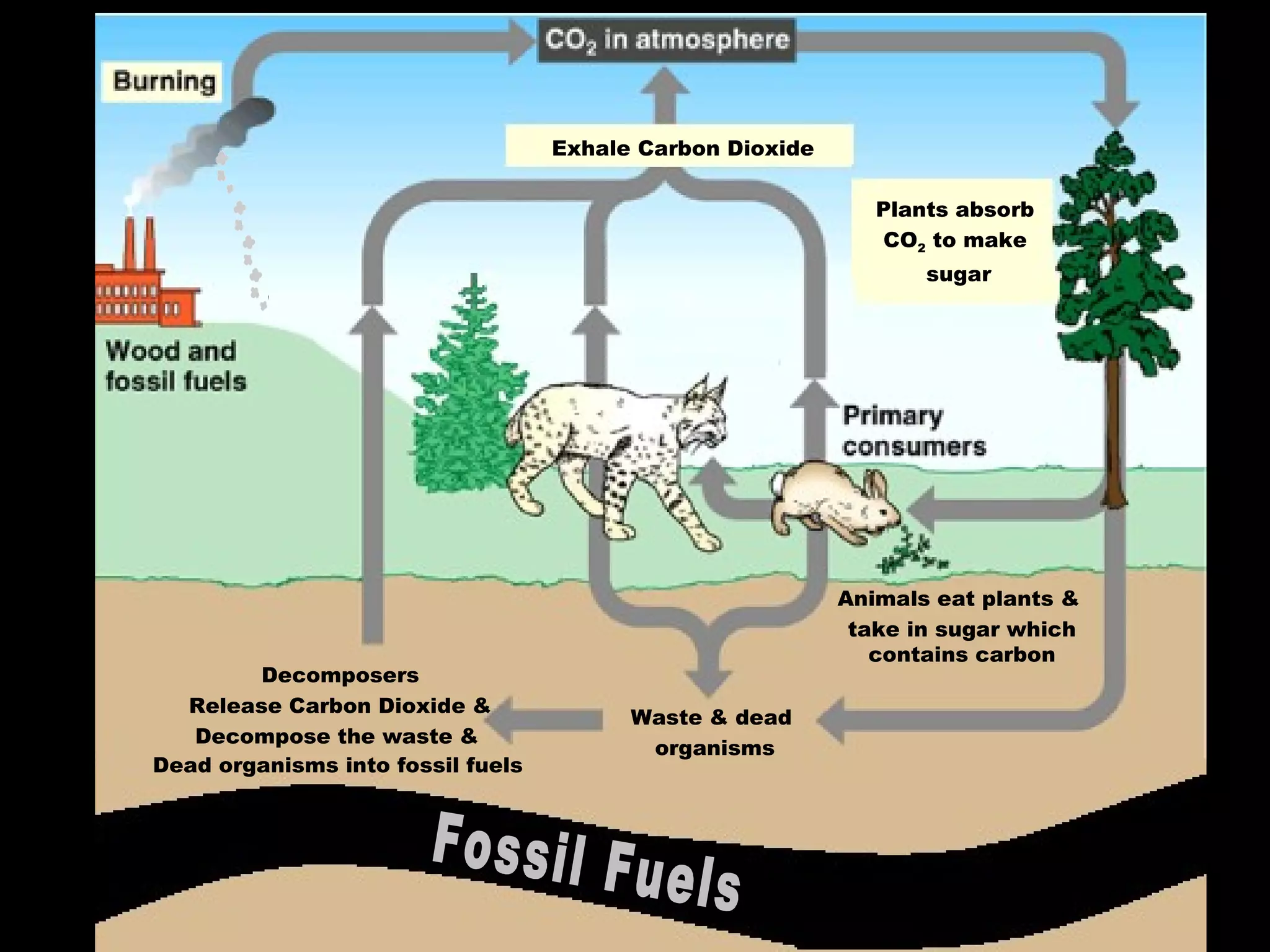 Decomposers
Release Carbon Dioxide &
Decompose the waste &
Dead organisms into fossil fuels
Waste & dead
organisms
Exhale Carbon Dioxide
Plants absorb
CO2 to make
sugar
Animals eat plants &
take in sugar which
contains carbon
 
