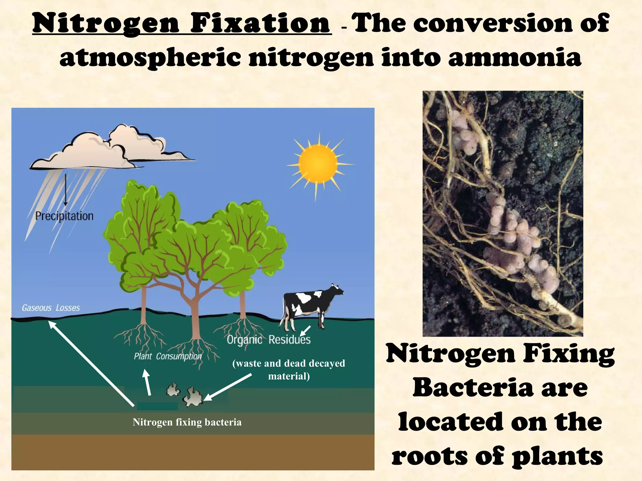 Nitrogen Fixation - The conversion of
atmospheric nitrogen into ammonia
Nitrogen Fixing
Bacteria are
located on the
roots of plants
Nitrogen fixing bacteria
(waste and dead decayed
material)
 