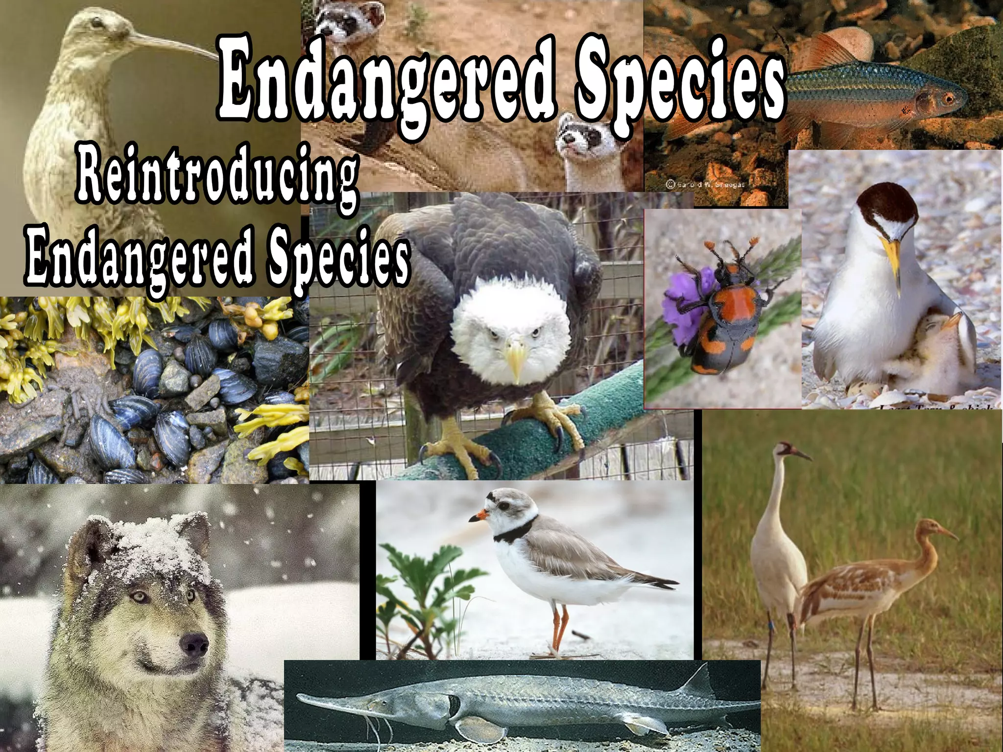 endangered species
 