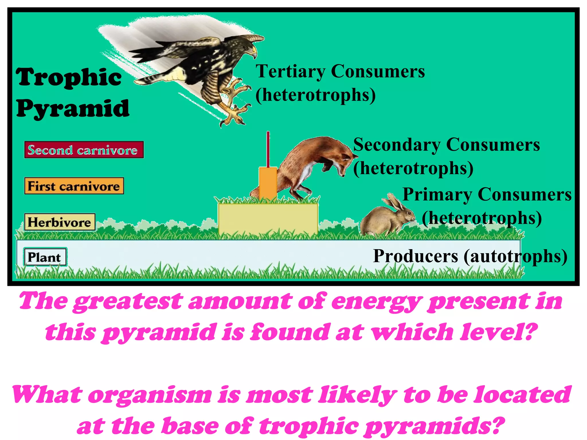 Producers (autotrophs)
Primary Consumers
(heterotrophs)
The greatest amount of energy present in
this pyramid is found at which level?
What organism is most likely to be located
at the base of trophic pyramids?
Trophic
Pyramid
Secondary Consumers
(heterotrophs)
Tertiary Consumers
(heterotrophs)
 
