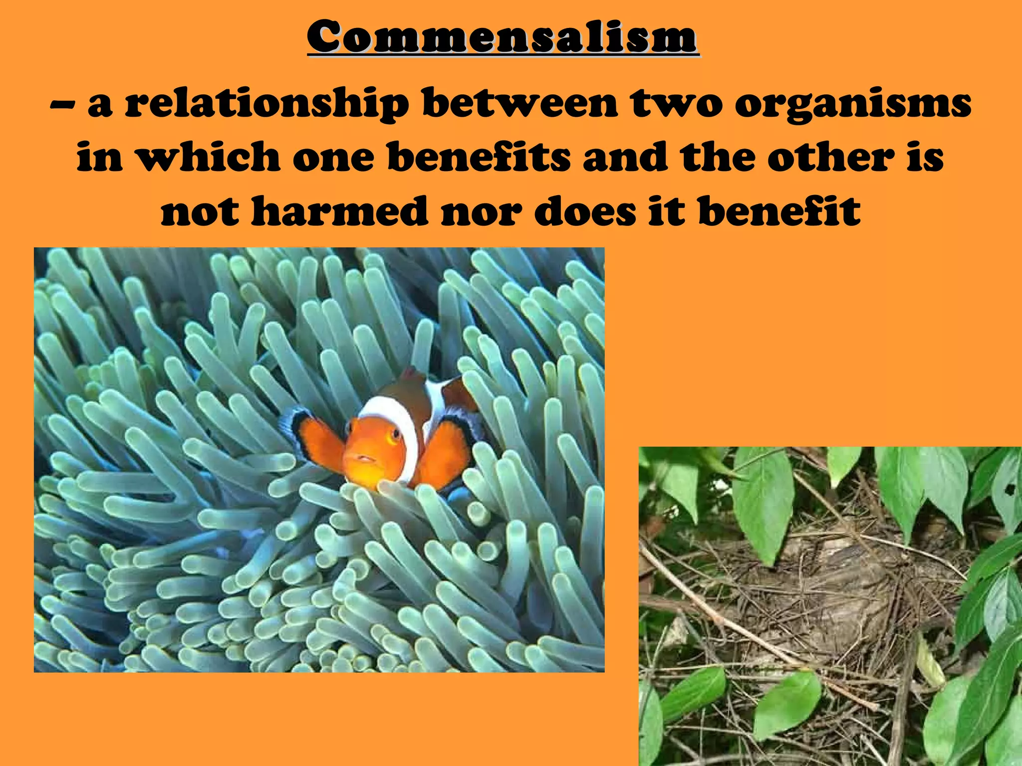 CommensalismCommensalism
– a relationship between two organisms
in which one benefits and the other is
not harmed nor does it benefit
 
