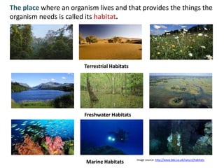 The place where an organism lives and that provides the things the
organism needs is called its habitat.




                        Terrestrial Habitats




                        Freshwater Habitats




                                               Image source: http://www.bbc.co.uk/nature/habitats
                        Marine Habitats
 