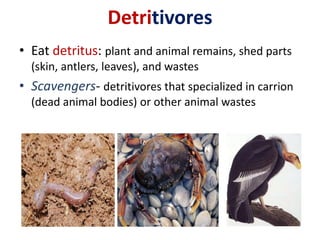 Detritivores
• Eat detritus: plant and animal remains, shed parts
  (skin, antlers, leaves), and wastes
• Scavengers- detritivores that specialized in carrion
  (dead animal bodies) or other animal wastes
 