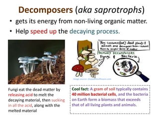 Decomposers (aka saprotrophs)
• gets its energy from non-living organic matter.
• Help speed up the decaying process.




                                  Image source: sheppardsoftware.com



Fungi eat the dead matter by      Cool fact: A gram of soil typically contains
releasing acid to melt the        40 million bacterial cells, and the bacteria
decaying material, then sucking   on Earth form a biomass that exceeds
in all the acid, along with the   that of all living plants and animals.
melted material
 