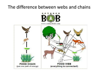 The difference between webs and chains
 