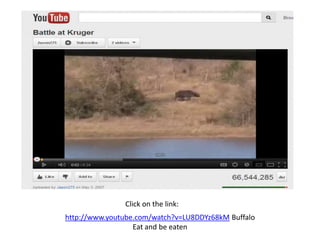 Click on the link:
http://www.youtube.com/watch?v=LU8DDYz68kM Buffalo
                  Eat and be eaten
 