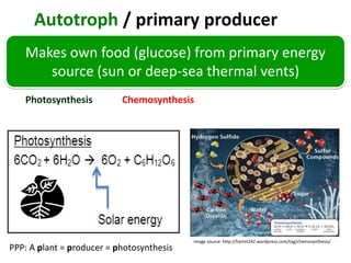 Autotroph / primary producer
   Makes own food (glucose) from primary energy
      source (sun or deep-sea thermal vents)
   Photosynthesis          Chemosynthesis




                                           Image source: http://hartm242.wordpress.com/tag/chemosynthesis/
PPP: A plant = producer = photosynthesis
 