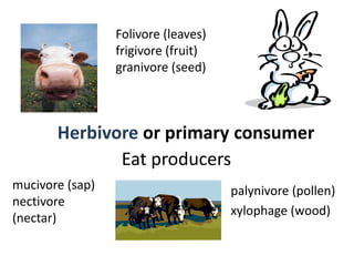 Folivore (leaves)
                 frigivore (fruit)
                 granivore (seed)



       Herbivore or primary consumer
              Eat producers
mucivore (sap)                       palynivore (pollen)
nectivore
                                     xylophage (wood)
(nectar)
 