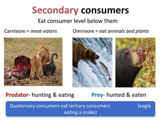 Secondary consumers
              Eat consumer level below them
Carnivore = meat-eaters     Omnivore = eat animals and plants




Predator- hunting & eating           Prey- hunted & eaten
  Quaternary consumers eat tertiary consumers           (eagle
                        eating a snake)
 