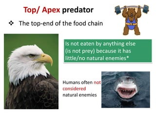 Top/ Apex predator
 The top-end of the food chain

                  Is not eaten by anything else
                  (is not prey) because it has
                  little/no natural enemies*


                 Humans often not
                 considered
                 natural enemies
 