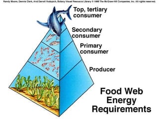 Ecology notes ppt