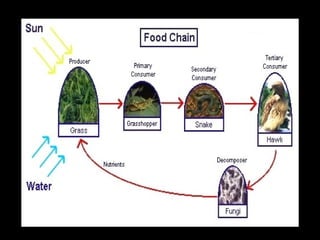 Ecology notes ppt