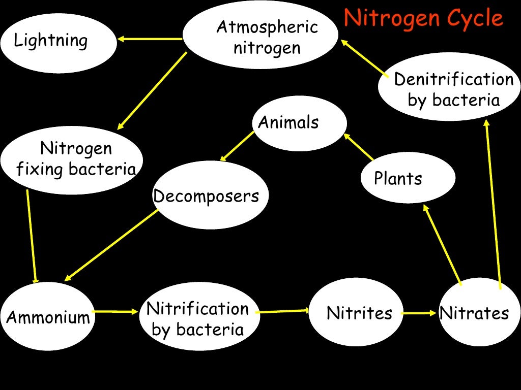 Ecology Notes Ppt Ecology Notes Ppt