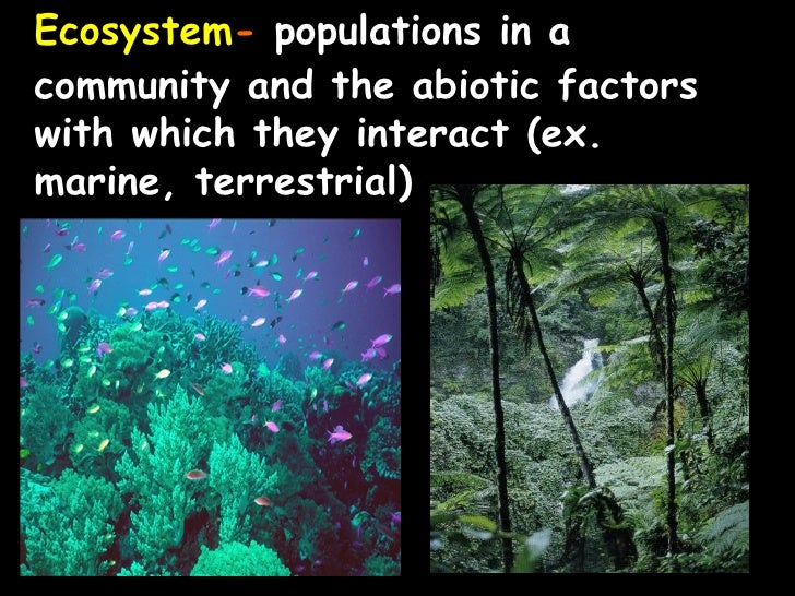 ecology notes ppt what is ecology powerpoint