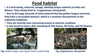 Food habitat
• It is leaf-eating, arboreal, canopy- dwelling langur endemic to India and
Bhutan. They mostly feed on Cryptocoryne retrospiralis.
• Due to the large amounts of leafy material that the golden langurs consume,
they have a sacculated stomach, which is a common characteristic in the
subfamily Colobinae.
• They are recently seen consuming insects in extreme condition.
• It was found to have a diet consisting of 74% leaves, 9% fruits, and 5% flowers.
Fig: Golden langur searcing for food in water body Fig: Cryptocoryne retrospiralis
 