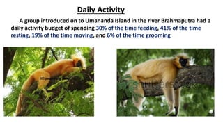 Daily Activity
A group introduced on to Umananda Island in the river Brahmaputra had a
daily activity budget of spending 30% of the time feeding, 41% of the time
resting, 19% of the time moving, and 6% of the time grooming
 