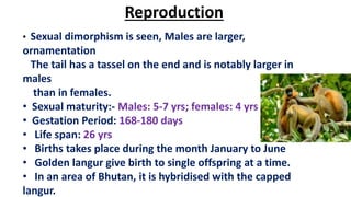 Reproduction
• Sexual dimorphism is seen, Males are larger,
ornamentation
The tail has a tassel on the end and is notably larger in
males
than in females.
• Sexual maturity:- Males: 5-7 yrs; females: 4 yrs
• Gestation Period: 168-180 days
• Life span: 26 yrs
• Births takes place during the month January to June
• Golden langur give birth to single offspring at a time.
• In an area of Bhutan, it is hybridised with the capped
langur.
 
