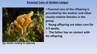 Parental Care of Golden Langur
• Parental care of the offspring is
provided by the mother and other
closely relative females in the
group.
• Young offspring are taken care for
3-5 weeks.
• The father has no contact with
his offspring.
Pic: Mother holding its offspring
 