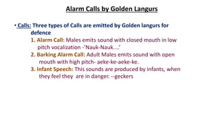 Alarm Calls by Golden Langurs
• Calls: Three types of Calls are emitted by Golden langurs for
defence
1. Alarm Call: Males emits sound with closed mouth in low
pitch vocalization -’Nauk-Nauk....’
2. Barking Alarm Call: Adult Males emits sound with open
mouth with high pitch- aeke-ke-aeke-ke.
3. Infant Speech: This sounds are produced by infants, when
they feel they are in danger. --geckers
 